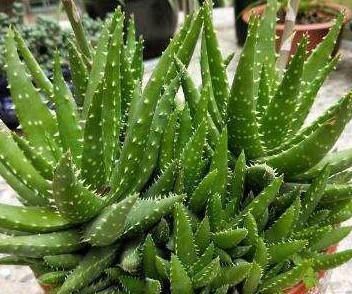 肥厚|养芦荟,记住1个小要点,侧芽冒20个,叶片翠绿肥厚,一年爆盆