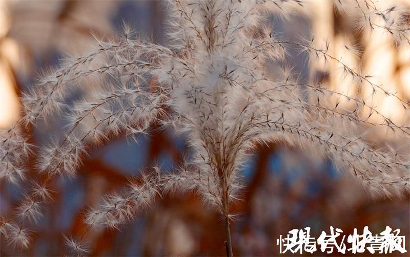 冬景|芦苇花开，冬景如画