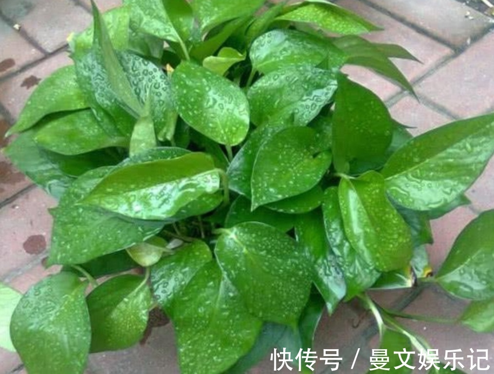 花卉|家里经常养的5种花,很多人还不知道有毒性,养护时要注意