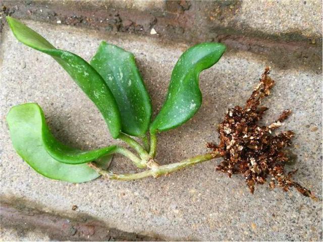 扦插|9种花不用花钱买,掐根枝条插土里,2周即可生根,好养易成活