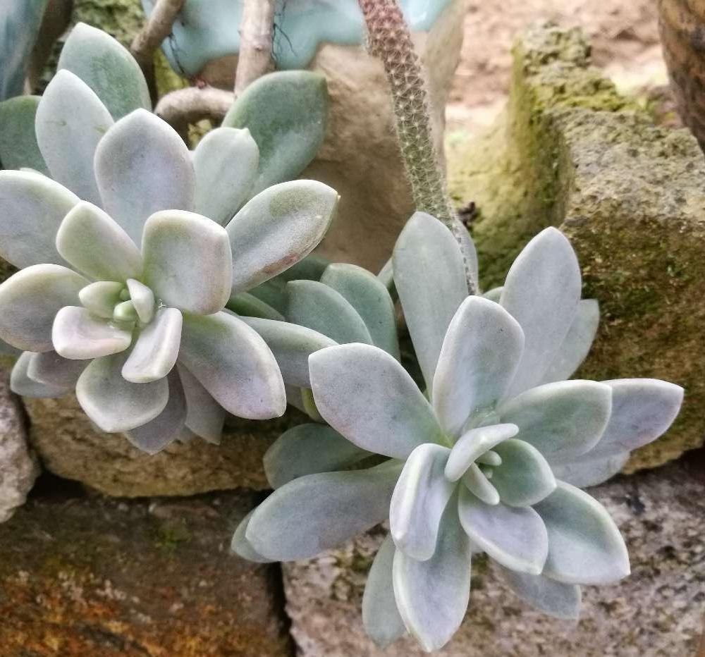 多肉|5种好看又好养的多肉,看一眼就爱不释手,还能开出俊秀的小花