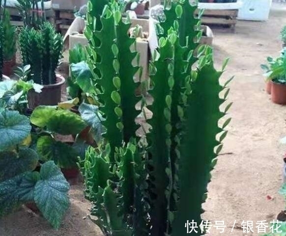 蟹爪兰如何嫁接龙骨花?教你嫁接“4法”,3个注意事项,30天成活