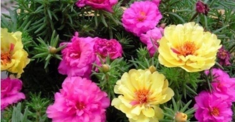 4种花好养又漂亮,很多人都默默的养,一年四季都能开花爆盆