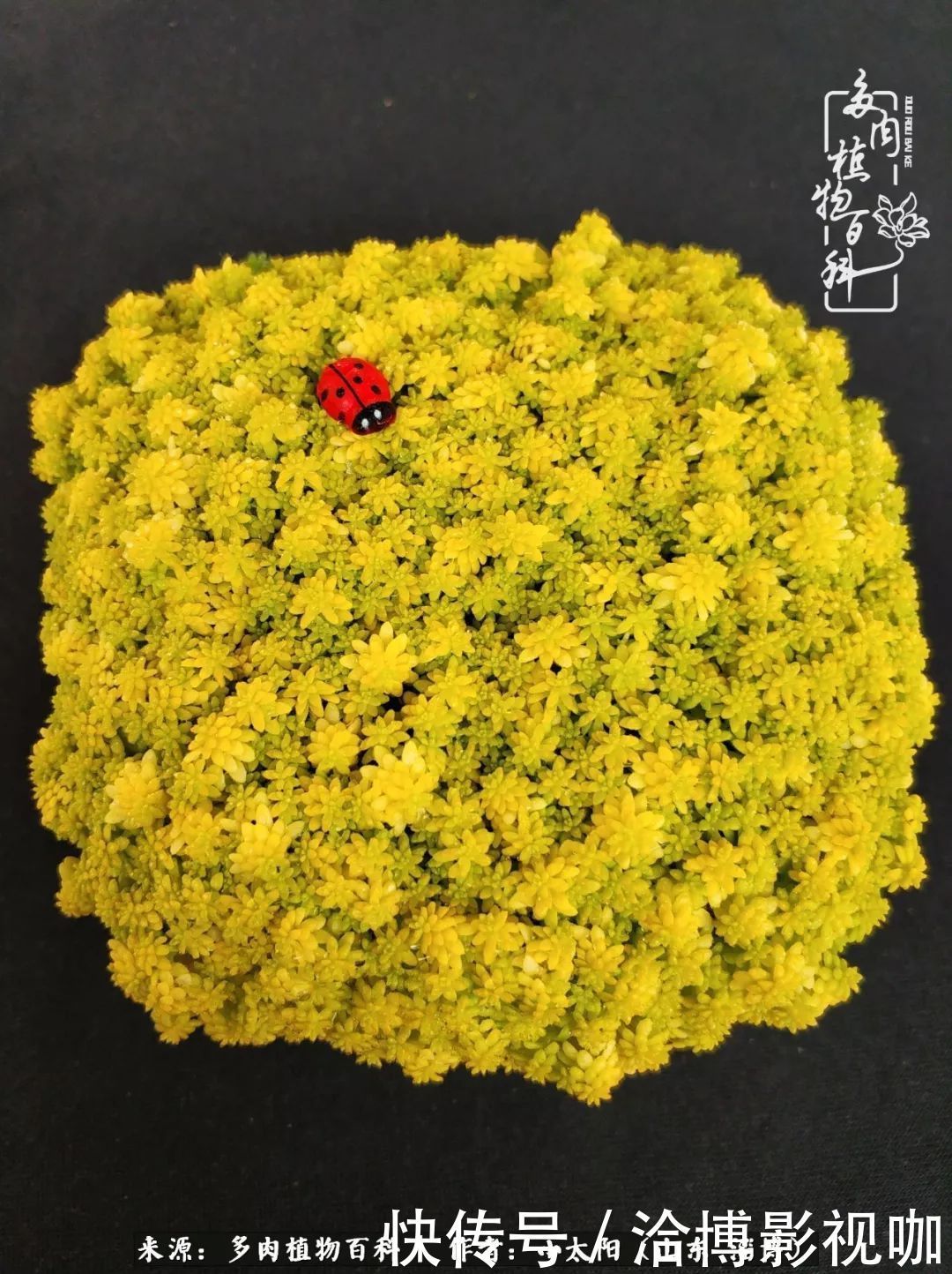 小苗|脱坑一年,最后发现自己生活里始终离不开多肉!