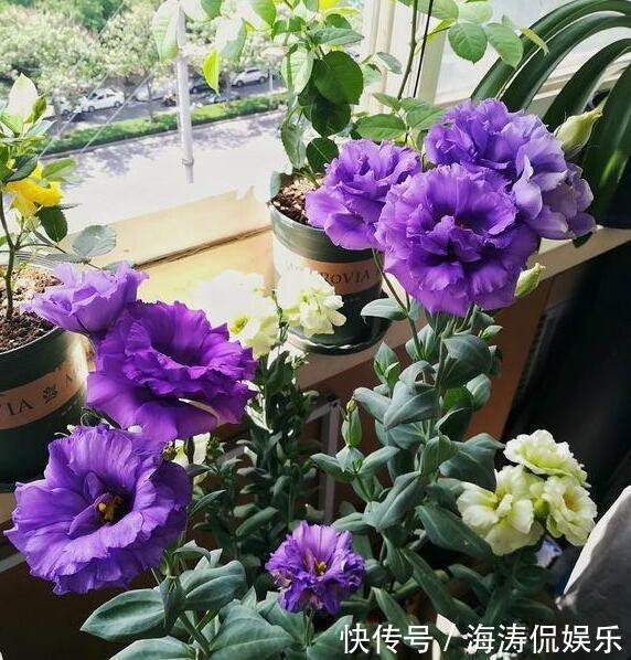 花商们|张小姐养盆这个花,花开如玫瑰,好养如绿萝,邻居头回见,说好美