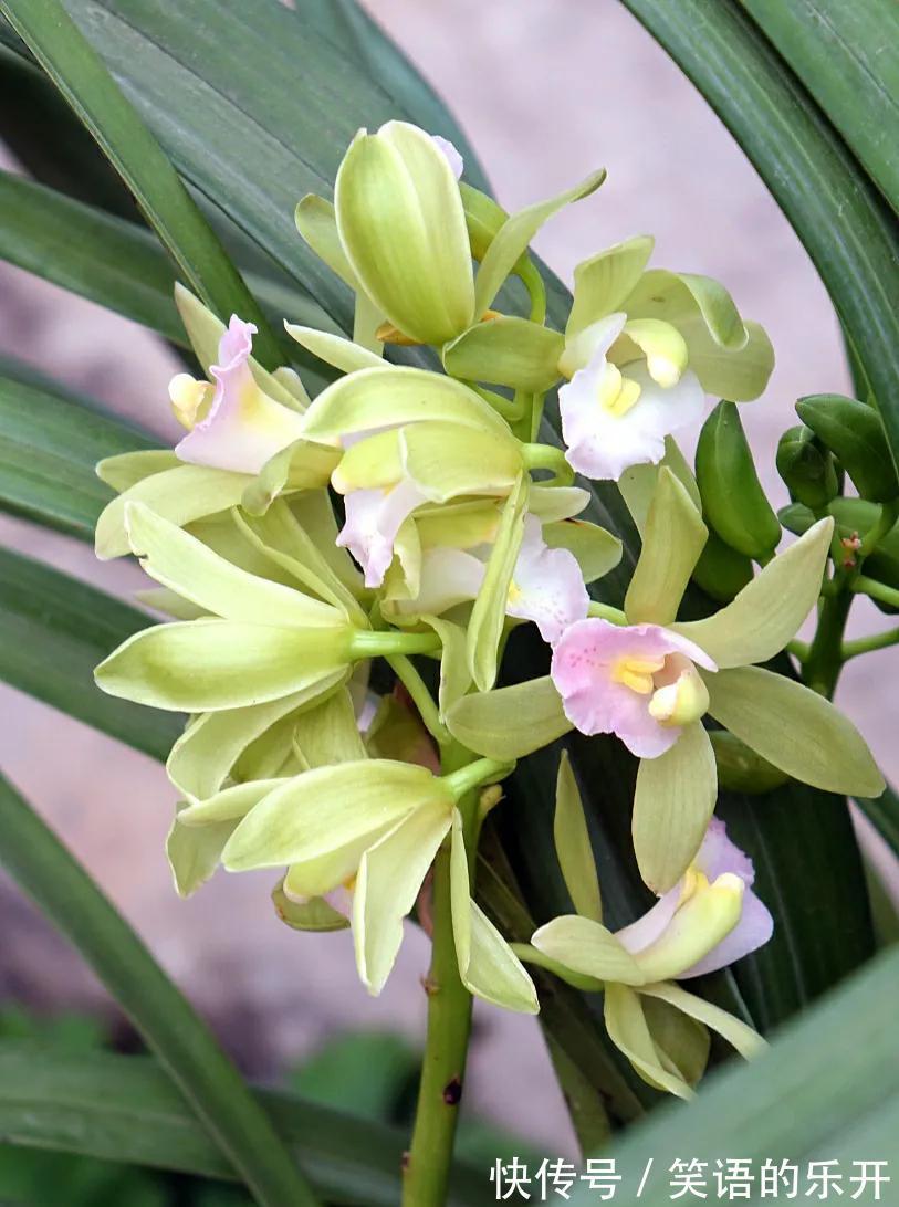 有经验的花友,都会按照4步走,总能挑出上品来,还养得超级棒