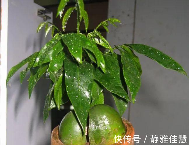 大肚子|6种耐旱花，“大肚子”里面都是水，一个月不浇也没事！