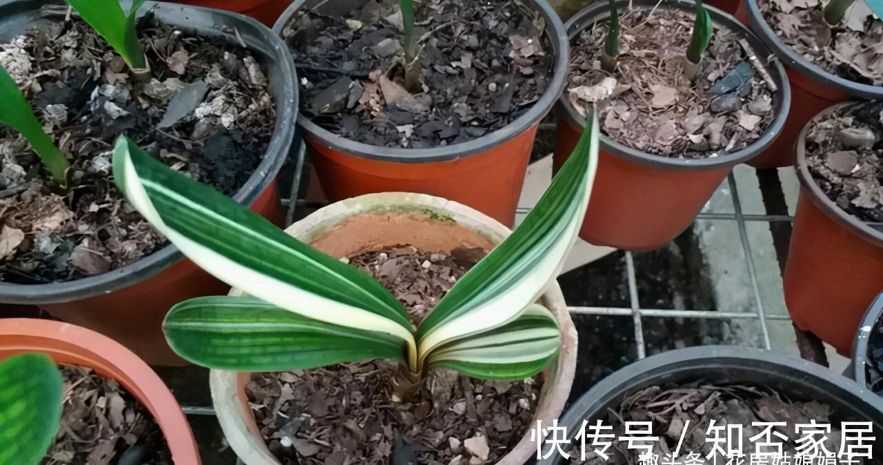 君子兰|君子兰一叶苗的栽培法,详细过程描述,只需要注意这几点就行