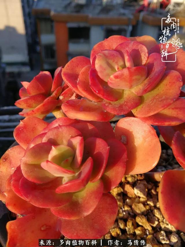 养多肉如同种下希望,因为美丽总在下一个季节!