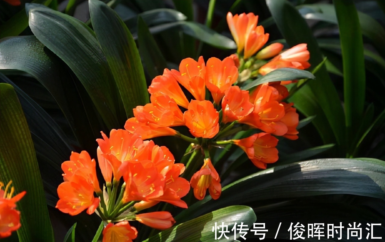 给君子兰、蟹爪兰喝2种“免费饮料”,坚持2个月,就能花开爆盆