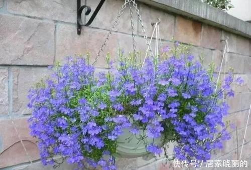  位置|5种盆栽花卉，吊起来养满盆都是花，不占位置，值得拥有！