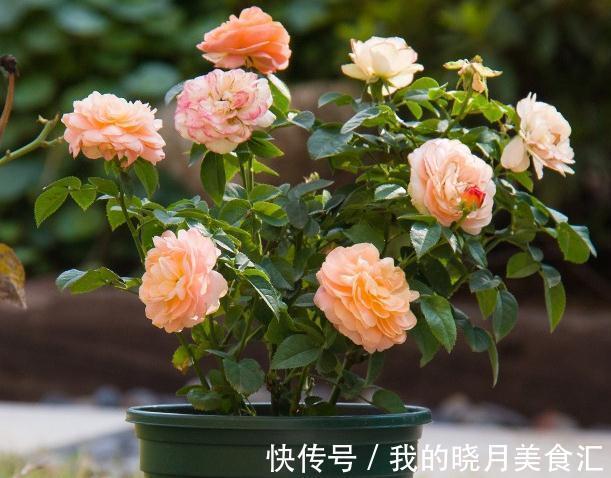 冬季仍然花开满园的果汁阳台,像阳光一样温暖,散发着淡淡的香气