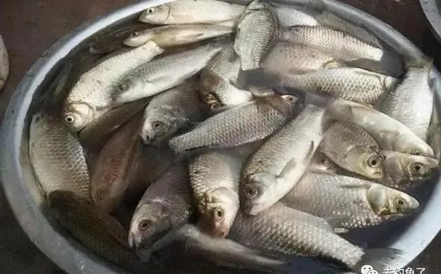 天气变冷,这三种鲫鱼钓法又火了,切记莫忽视,一周五次都钓不腻