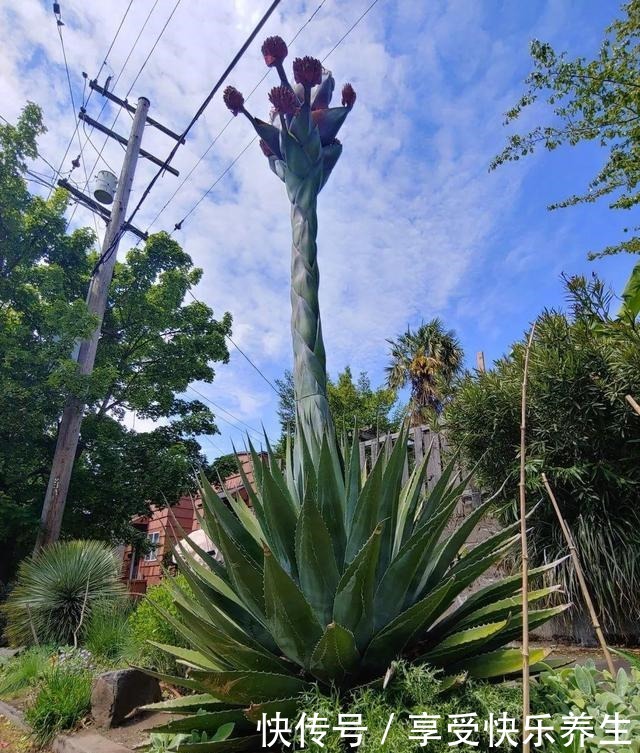 8种镇宅花，窗户边养一棵，霸气又镇宅！