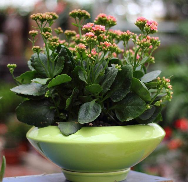 长寿花“开败了”，其实花期没结束，剪几刀加点肥，再开一茬！