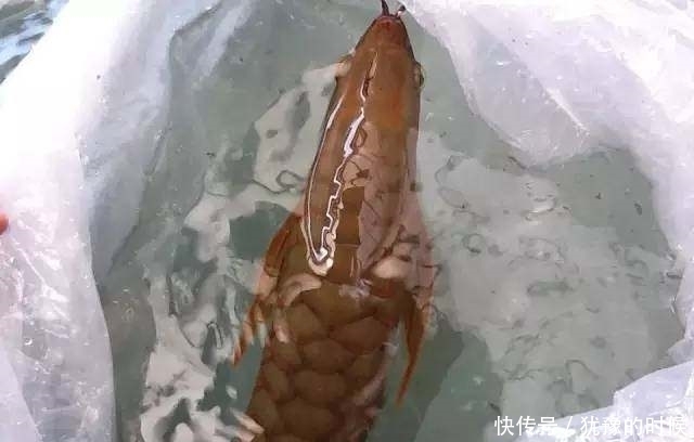 鱼缸和池还可以这样结合?只能说很有想法,有钱我也搞一个!