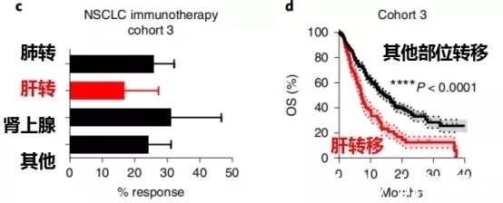 小鼠|让肺癌治疗失效的元凶竟然是它!逆转方法如此简单—抗癌管家