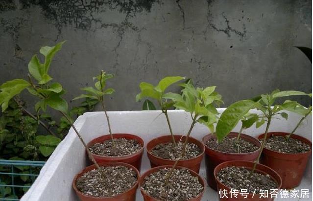 这五种花儿,一个枝条就能种,爬藤爬满墙,开花又多又漂亮