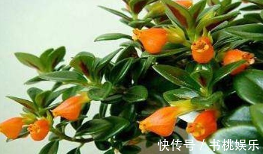 花盆|4种容易爆盆的花，吊起来养更合适，开花非常美