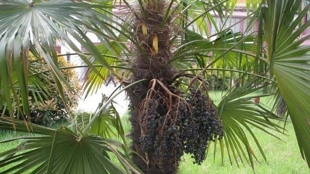 调理|没想到这样一味中药,却能调理腹泻、崩漏、遗精等尴尬的疾病