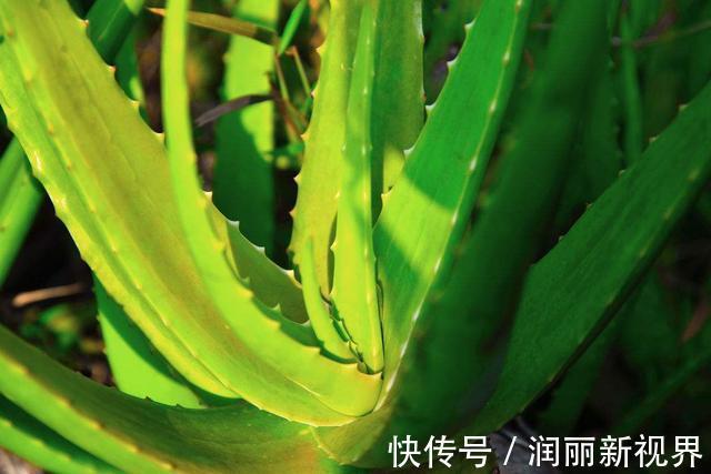 卧室|想要晚上睡得好,卧室花儿不能少!这3种花,让你一觉睡到天亮!