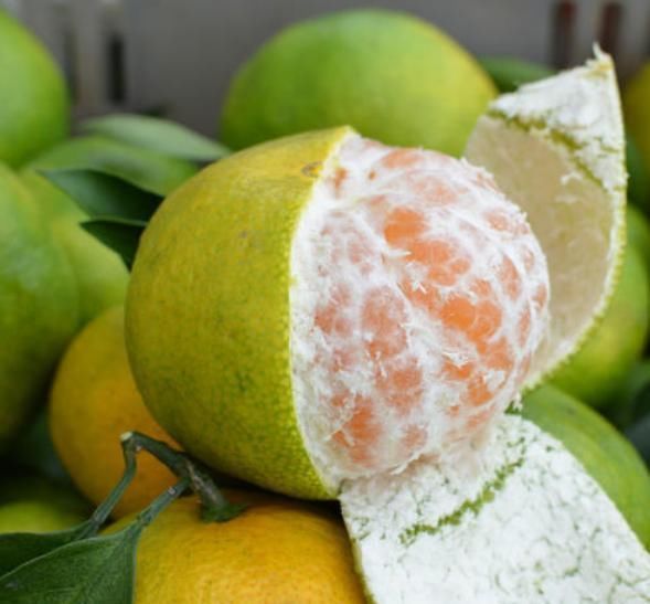 橘脐|买橘子,“公母”要分清,要挑母的,记住4点,保证个个香甜多汁