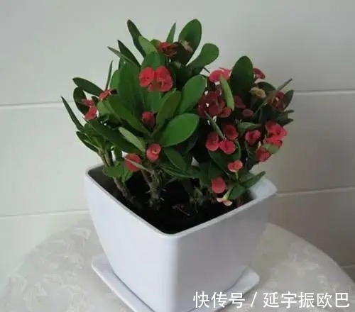 养花其实很简单,用点促花“神器”,花开艳丽又多姿,非常漂亮