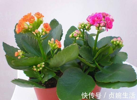 多肉植物|新手花友养长寿花，该牢记哪些才能一年四季开花