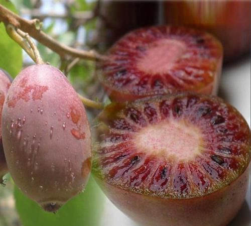 野生|农村山上有种珍贵水果,很多人为了它,哪怕冒着生命危险也要摘