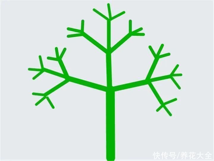 枝条|冬剪开始了,月季看见这种枝,就要赶紧剪