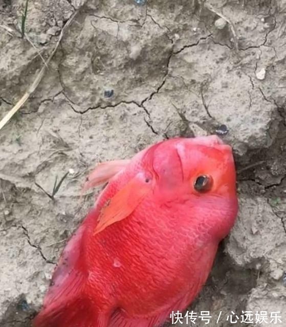 罗非鱼|这鱼在漠阳江快泛滥了,钓鱼人:到处都是,所幸还好吃