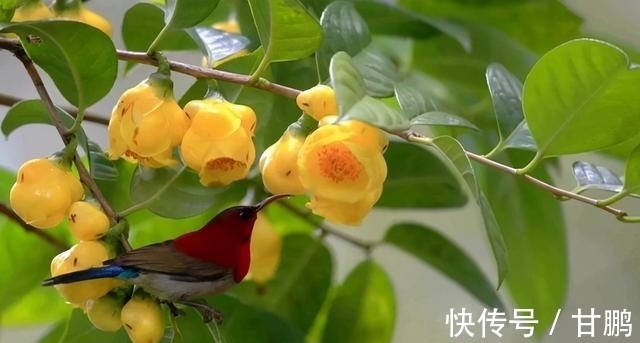 正在“消失”的稀有茶花，花大如盆，营养丰富，不养后悔一辈子