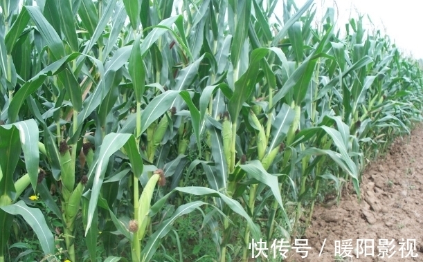 王大爷|1种粗粮是肝脏“催化剂”,医生:趁早撤下餐桌,别不当回事