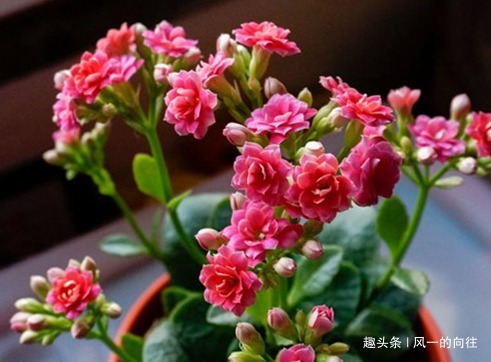 这三种绿植最欠收拾,越是给它剪光头越能长势凶猛!太好养了真是