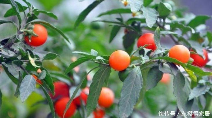 此款花卉便宜又好养，旺家又旺财，福气满满，红红火火送吉祥！