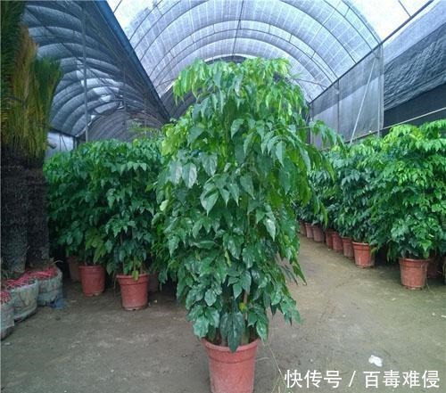 幸福树下垂的叶子的原因有哪些，这里知道来看看吧！