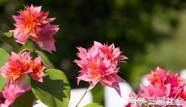 红樱|喜欢养三角梅，不要错过此6个品种，开花真的太勤了