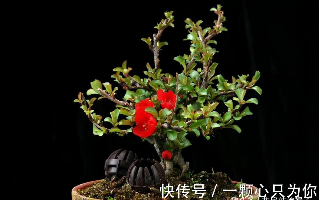 花卉盆栽就是这样被“玩”死的,要避开日常养护中常见的7个误区