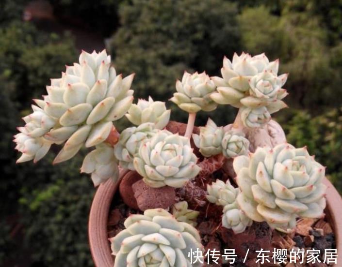 新手养多肉,2件事做错了,难怪养几年也不长个