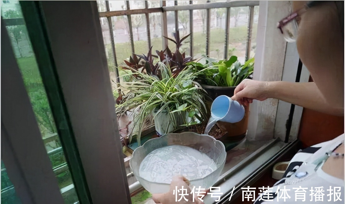 “绿萝”只要喝点这种“饮料”,叶子亮如打蜡,30天长成瀑布