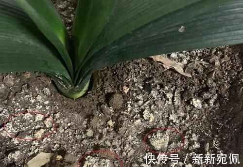 花卉|养花法宝：多菌灵、硫酸亚铁、磷酸二氢钾，到底该怎么用？