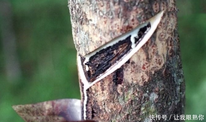 会“咬人”的树,谁见了也得绕道走,专家:值钱!