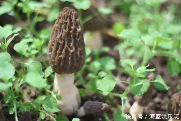 十大名贵山珍,第一比黄金还贵,第十是道家常菜,有你家乡的吗