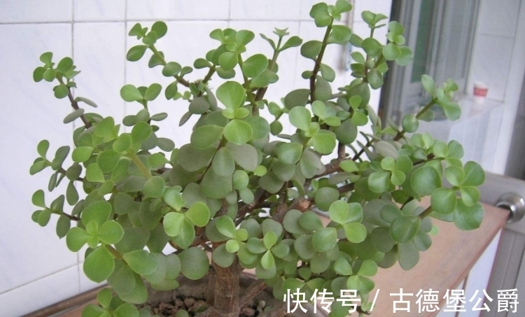 多注意这5点,金枝玉叶养成老桩,操作简单、成功率高