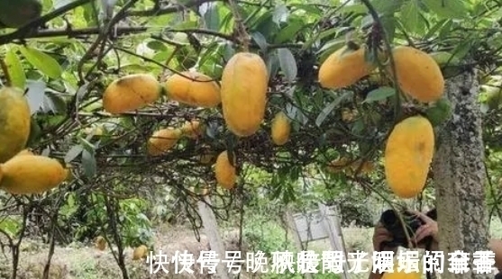 快乐时光|80后农村娃常吃的野果,如今已不允许折枝采摘,有钱也难买到