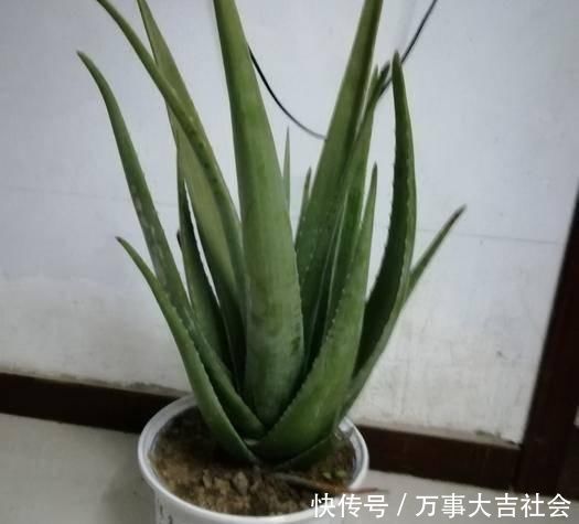 秋海棠|卫生间适合养什么花推荐几种好活耐湿花,净化空气没异味