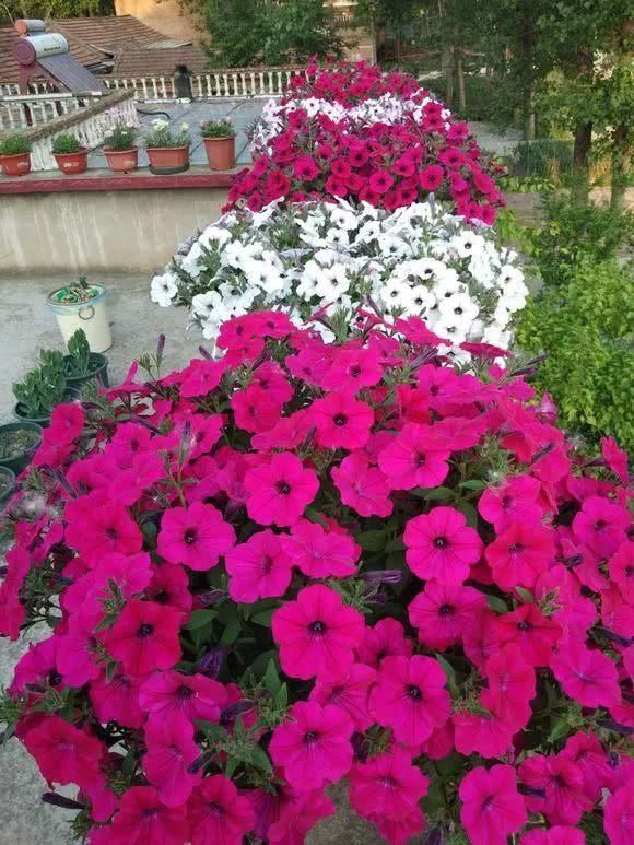 “识货人”都养4种花,打理简单,花期长,开花超漂亮