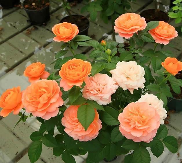 此花最适合阳台”盆栽“,只需一个小盆,开花勤快,一年开300天