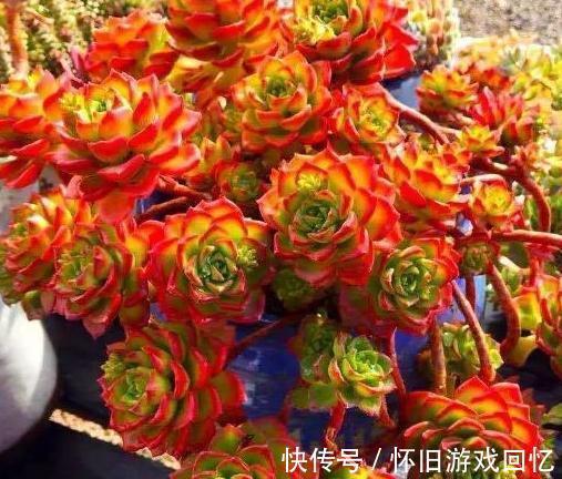 别再说蒂亚是徒神了，做到5点，简单养护变成悬崖桩