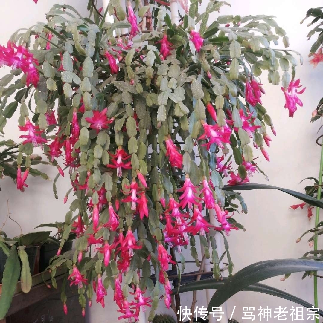 爆盆|两种“促花水”，给三角梅、蟹爪兰用一勺，开花爆盆，又美又仙